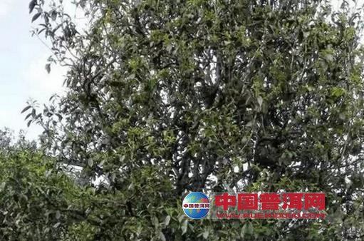 普洱茶