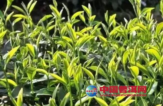 普洱茶