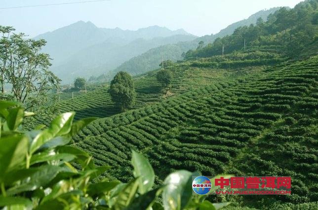 普洱茶
