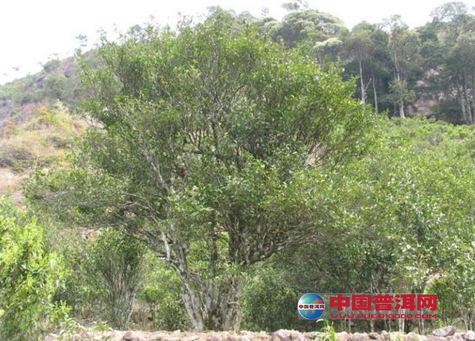 <u><a href='http://www.puer10000.com/puerzhishi/32854.html' target='_blank'>ն<u><a href='http://www.puer10000.com/puerzhishi/100997.html' target='_blank'></a></u></a></u>