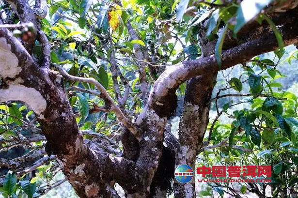 <u><a href='http://www.puer10000.com/puerzhishi/32854.html' target='_blank'>普洱<u><a href='http://www.puer10000.com/puerzhishi/100997.html' target='_blank'>茶</a></u></a></u>