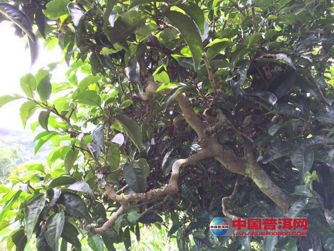 普洱茶