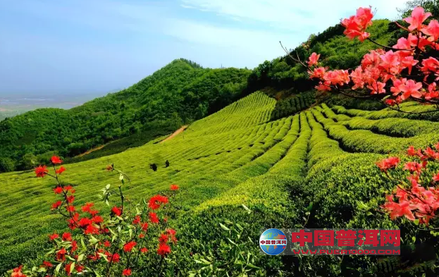 普洱茶