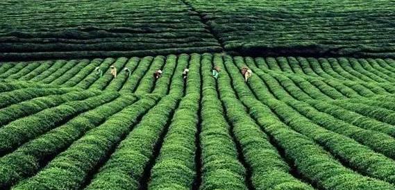 黄先明:加快构建贵州与东盟的"茶文化圈-行业新闻-普洱茶新闻-中国普