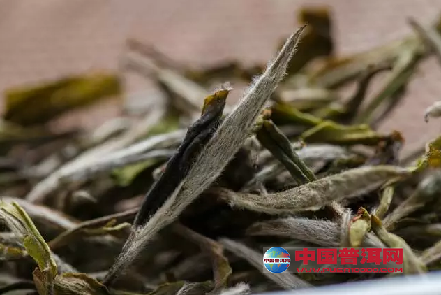 普洱茶