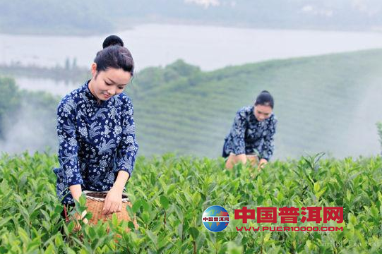 普洱茶