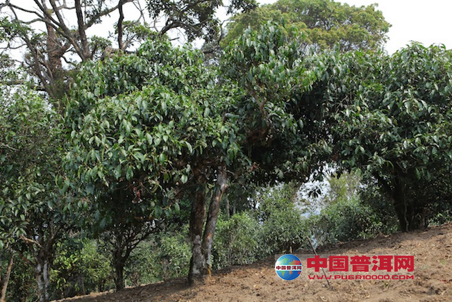 <u><a href='http://www.puer10000.com/puerzhishi/32854.html' target='_blank'>普洱茶</a></u>