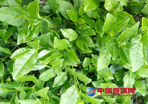<u><a href='http://www.puer10000.com/puerzhishi/32854.html' target='_blank'>普洱<u><a href='http://www.puer10000.com/puerzhishi/100997.html' target='_blank'>茶</a></u></a></u>
