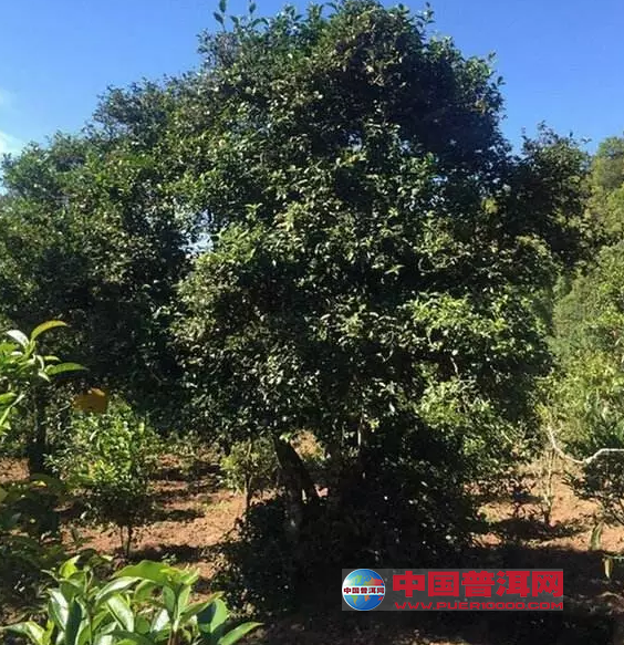 普洱茶