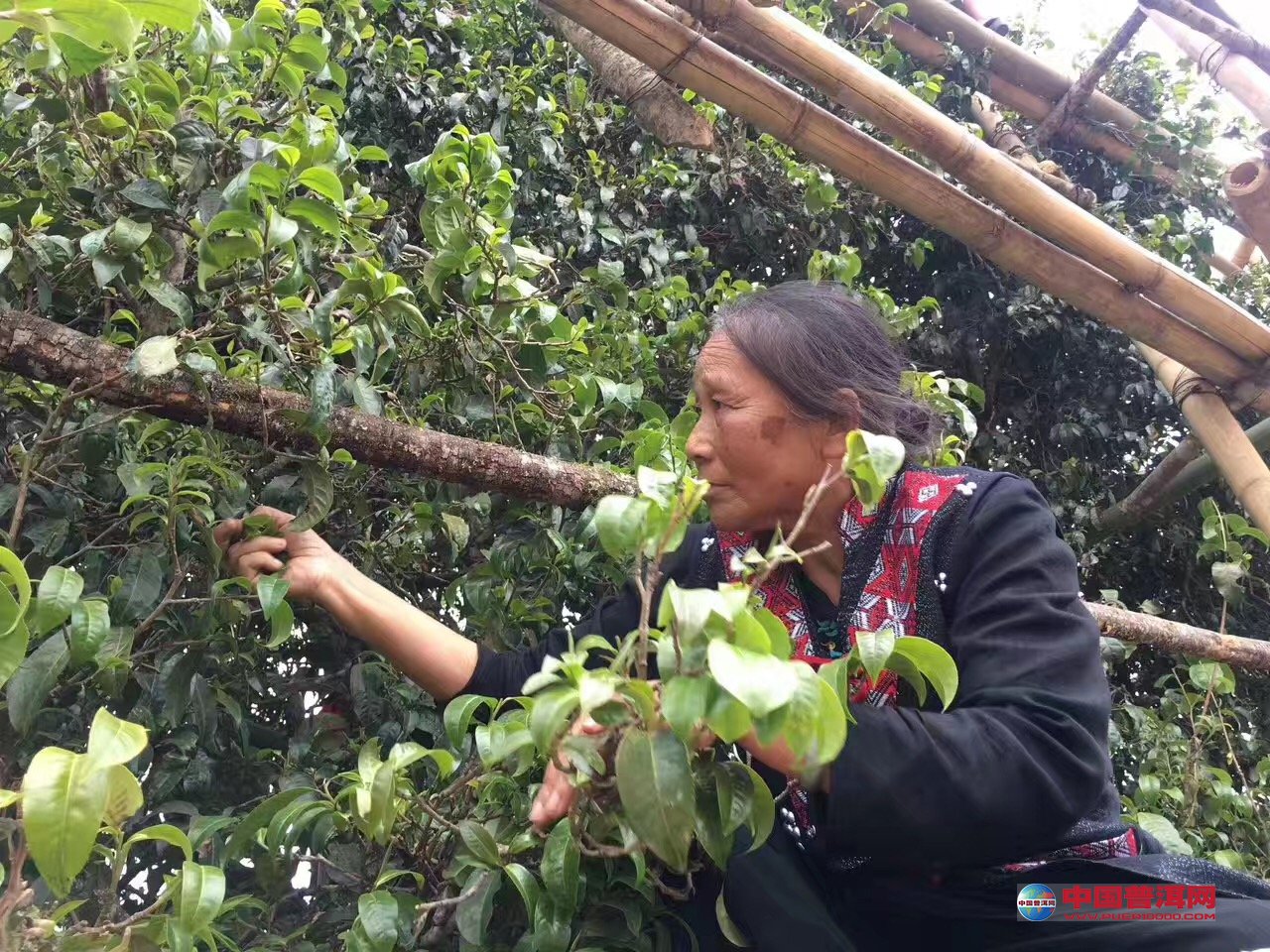 春茶暴涨的最大受益者是谁-市场分析-营销策划