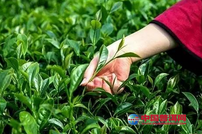 采摘武夷岩茶有什么讲究-其它茶类-中国普洱茶