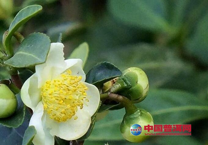 普洱茶
