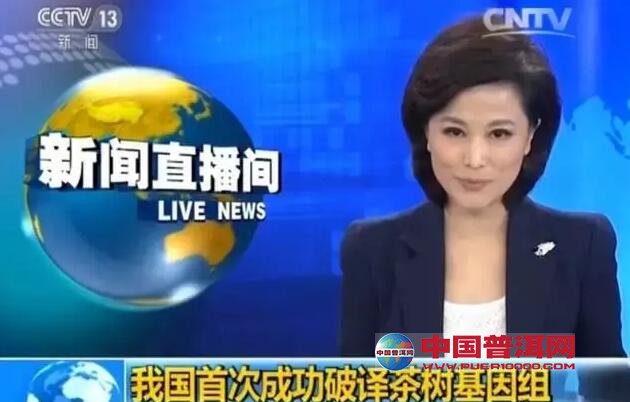 普洱茶