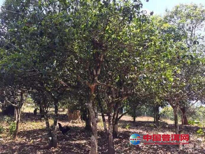 <u><a href='http://www.puer10000.com/puerzhishi/32854.html' target='_blank'>普洱<u><a href='http://www.puer10000.com/puerzhishi/100997.html' target='_blank'>茶</a></u></a></u>