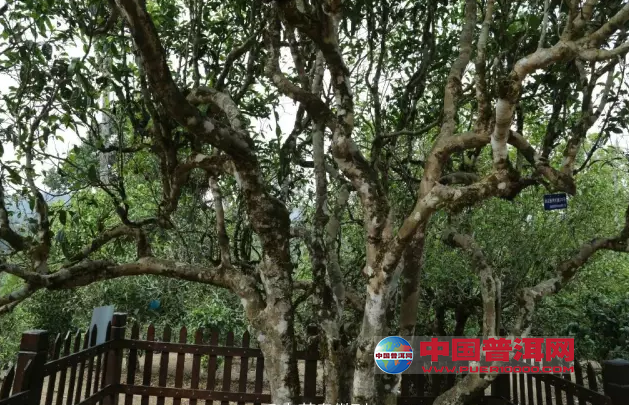 普洱茶