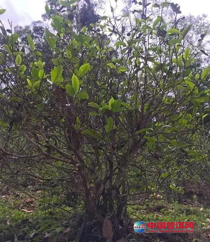 普洱茶