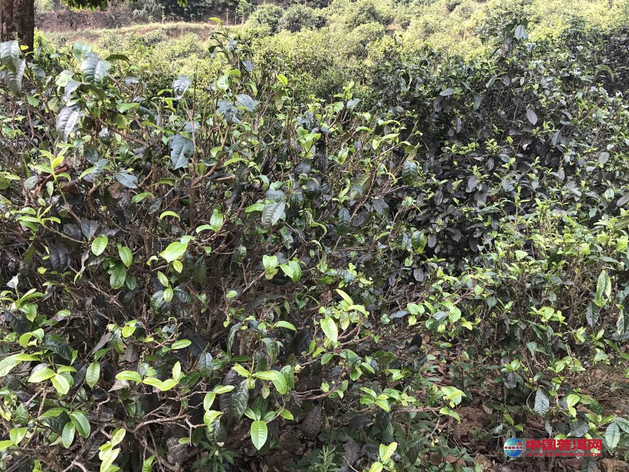 普洱茶