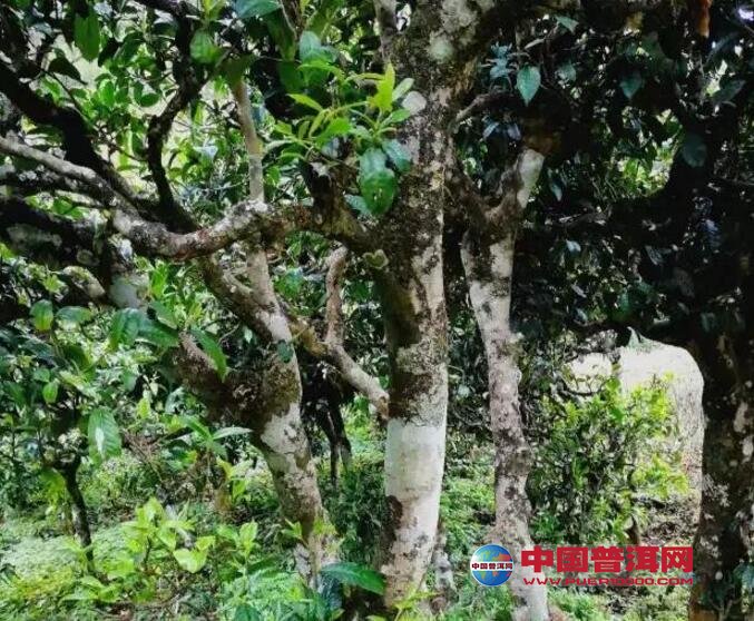 普洱茶