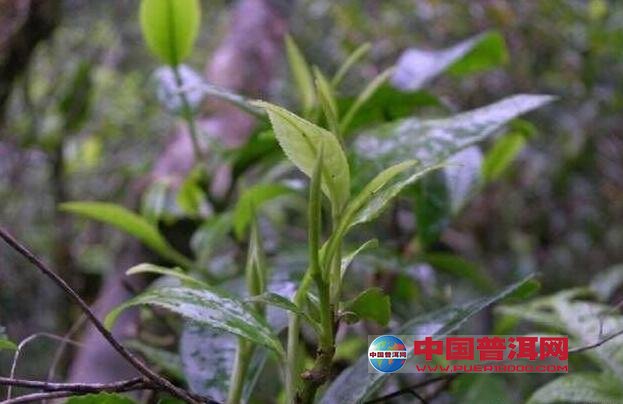 普洱茶