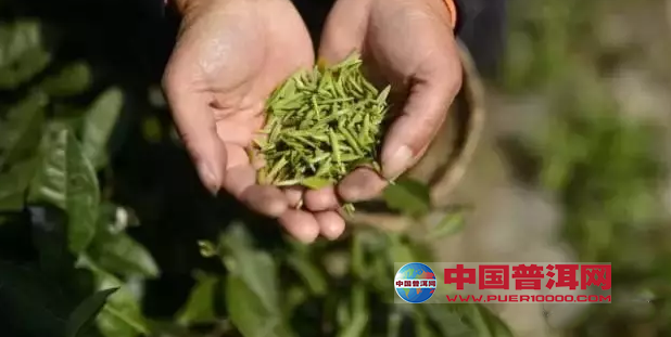 普洱茶