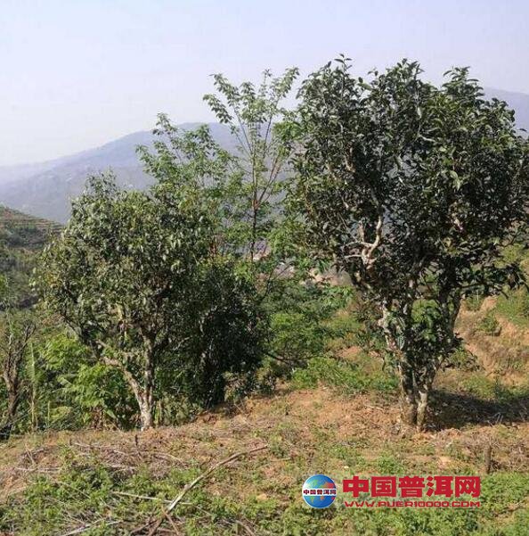 <u><a href='http://www.puer10000.com/puerzhishi/32854.html' target='_blank'>普洱<u><a href='http://www.puer10000.com/puerzhishi/100997.html' target='_blank'>茶</a></u></a></u>