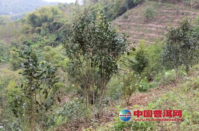 <u><a href='http://www.puer10000.com/puerzhishi/32854.html' target='_blank'>普洱<u><a href='http://www.puer10000.com/puerzhishi/100997.html' target='_blank'>茶</a></u></a></u>