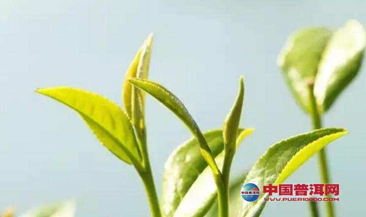 普洱茶