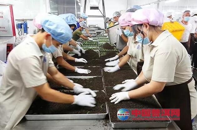 普洱茶
