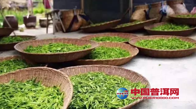 普洱茶