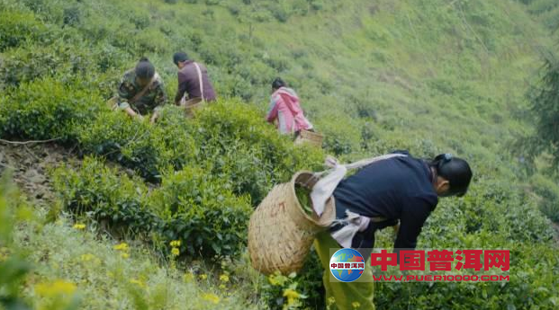 普洱茶