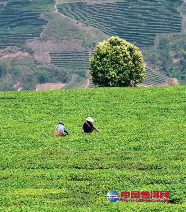 普洱茶