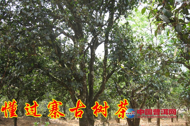 普洱茶