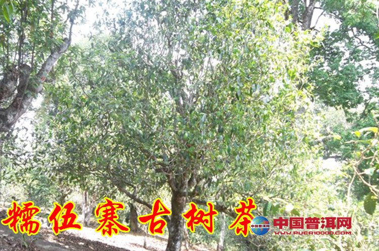 普洱茶