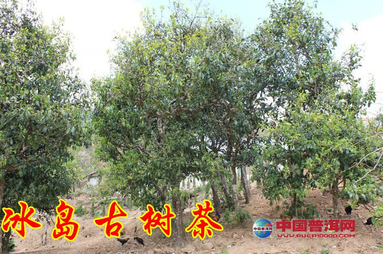 普洱茶