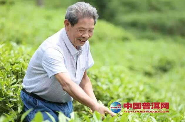 普洱茶