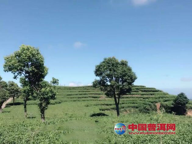 普洱茶