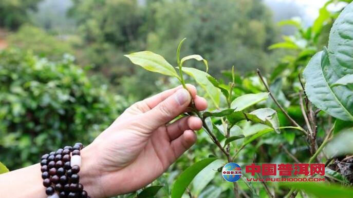 普洱茶