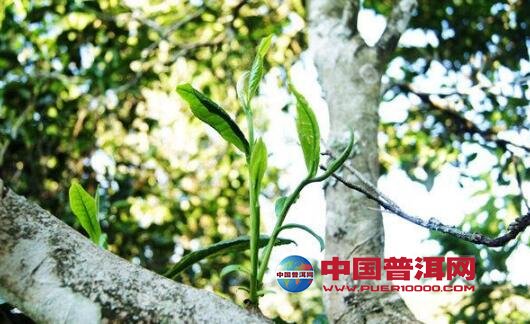 普洱茶