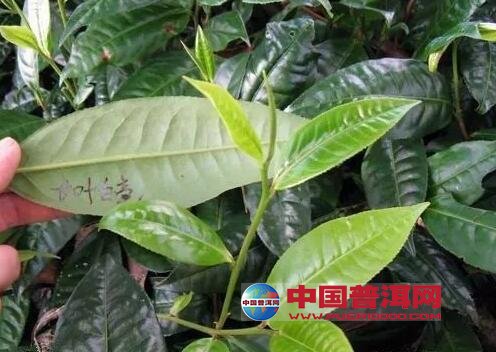 普洱茶