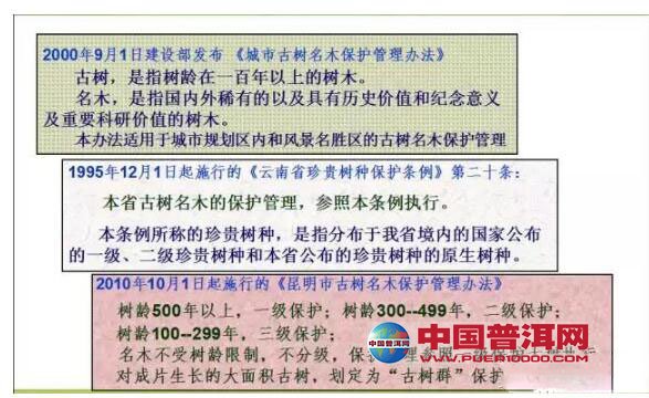 普洱茶