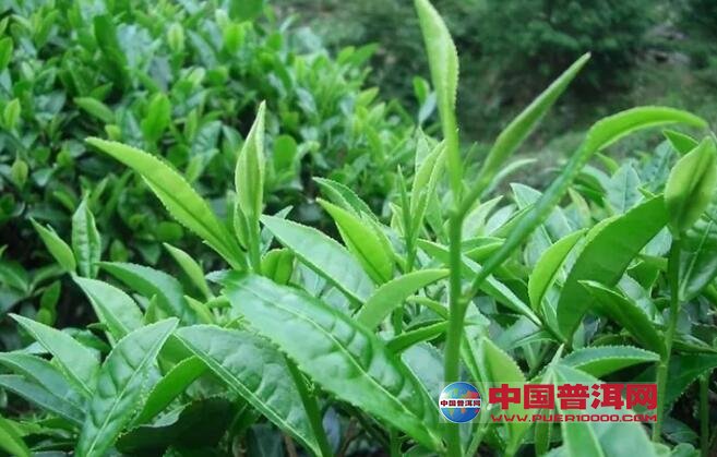 普洱茶