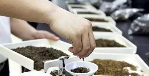 普洱茶