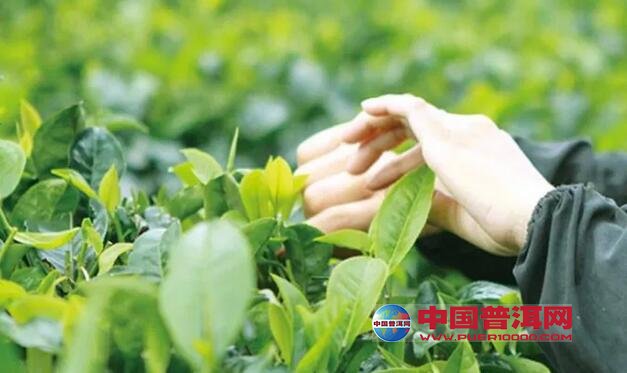 普洱茶