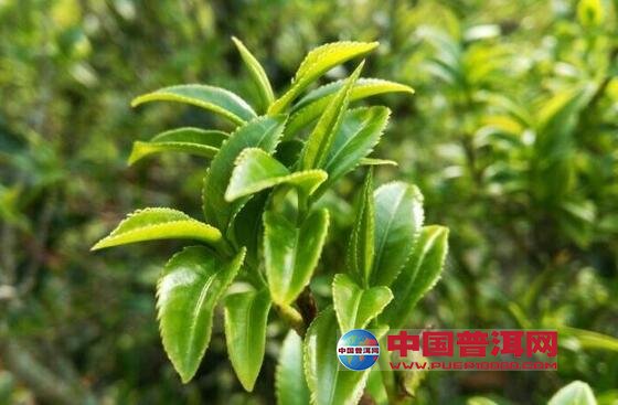 普洱茶