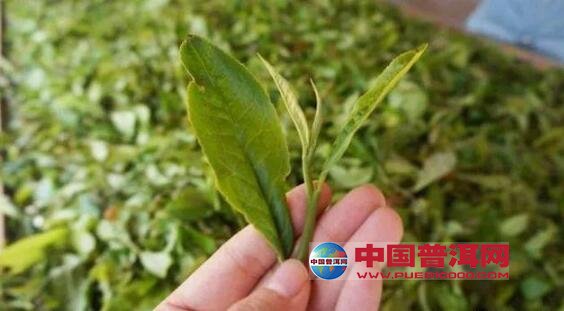 普洱茶