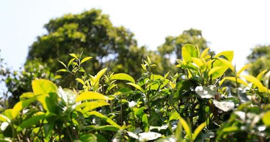 普洱茶