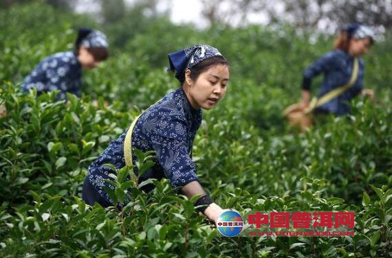普洱茶