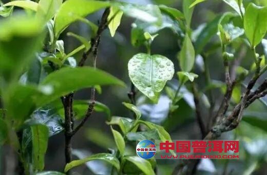 普洱茶