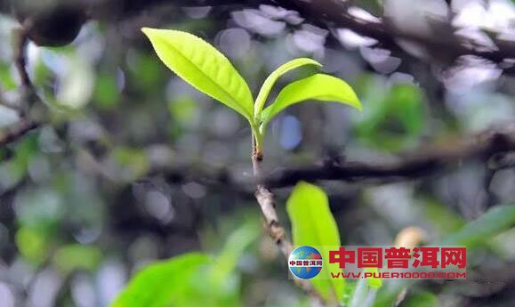 普洱茶