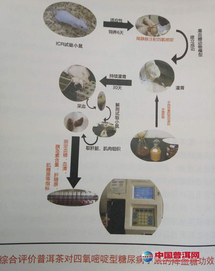 普洱茶
